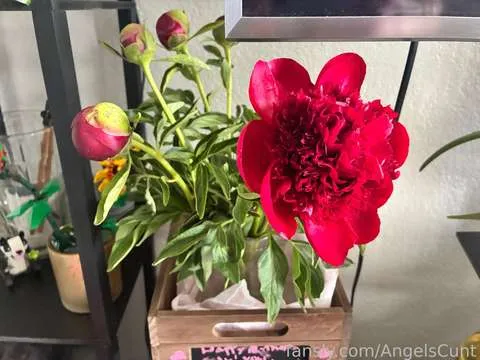 @AngelsCunt