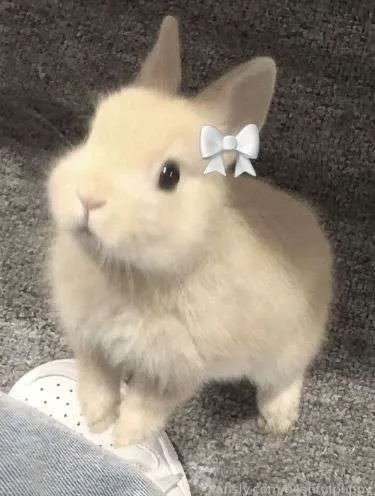 @b4shfulpuppy