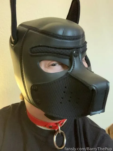 @BarryThePup