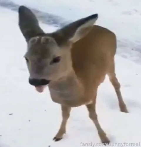 @bunnyforreal