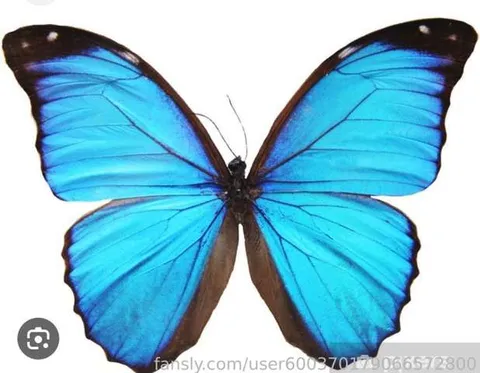 @Butterfly8276