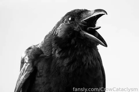 @CrowCataclysm