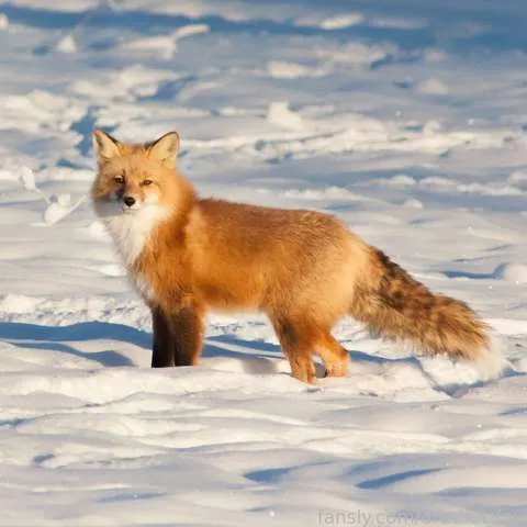 @dredful_fox