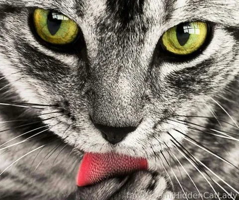 @HiddenCatLady
