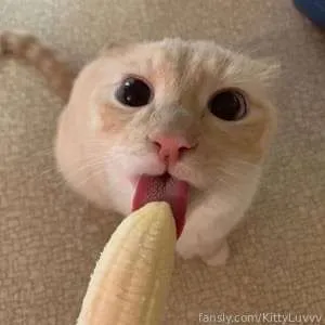 @KittyLuvvv