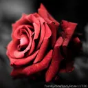 @LadyRoze11720