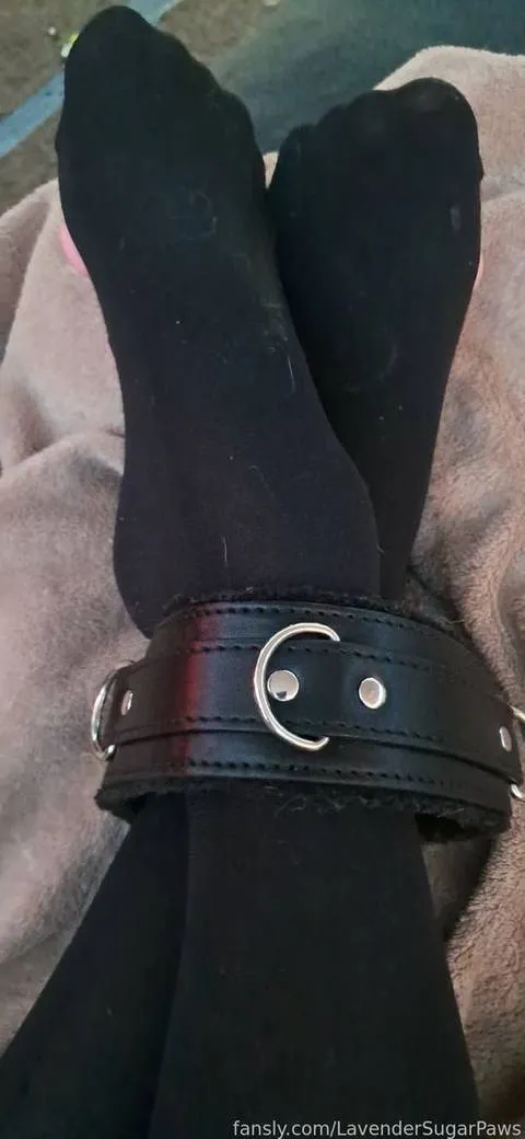 @LavenderSugarPaws