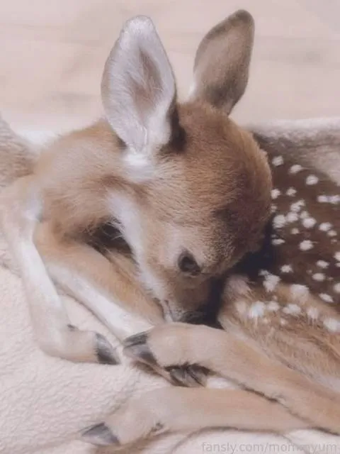 @mommyum