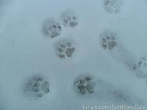 @SoftPawsCalo