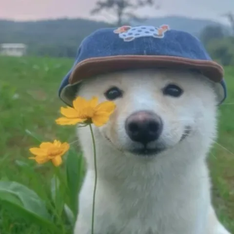 @buggyman.17-11