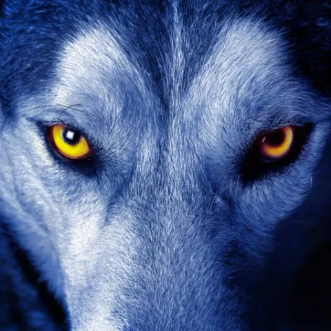 @greyhairedwolf