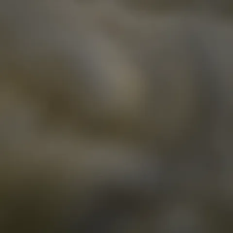 @itslilyrose