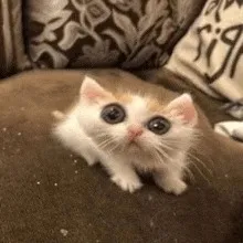 @uwumilkykitten