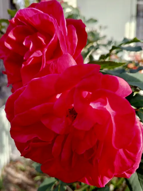 @adhara42