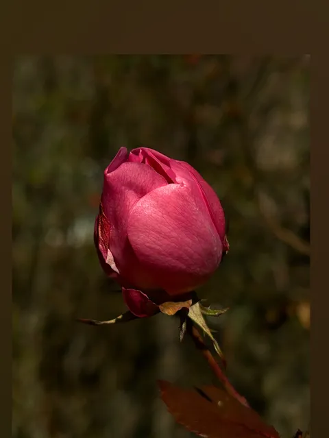 @psychoactiveflower