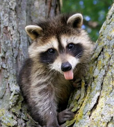 @trashpanda247